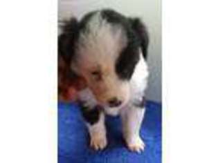 Border Collie Puppy for sale in Venango, PA, USA