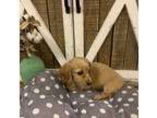 Dachshund Puppy for sale in Eldon, MO, USA