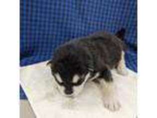 Alaskan Malamute Puppy for sale in Trenton, MO, USA
