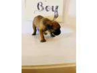 Cane Corso Puppy for sale in Fountain Run, KY, USA
