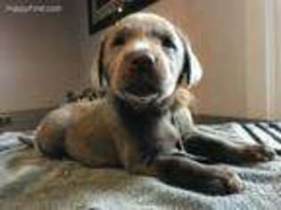 Labrador Retriever Puppy for sale in Soldiers Grove, WI, USA