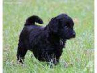 Labradoodle Puppy for sale in TALLAHASSEE, FL, USA