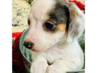Dachshund Puppy for sale in Marbury, MD, USA