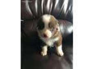 Australian Shepherd Puppy for sale in Bridgeton, NJ, USA
