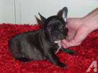 French Bulldog Puppy for sale in WEST MILTON, OH, USA