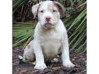 Mutt Puppy for sale in Chiefland, FL, USA