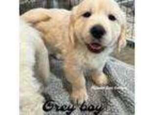 Mutt Puppy for sale in Knoxville, TN, USA