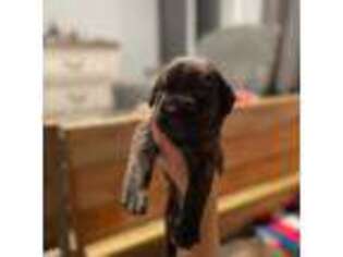 Cane Corso Puppy for sale in Stonington, CT, USA