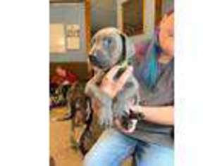 Great Dane Puppy for sale in Titusville, PA, USA