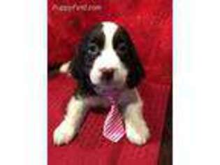 English Springer Spaniel Puppy for sale in Henderson, TX, USA