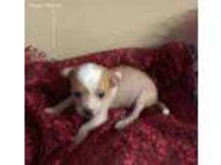 Chinese Crested Puppy for sale in Austin, AR, USA