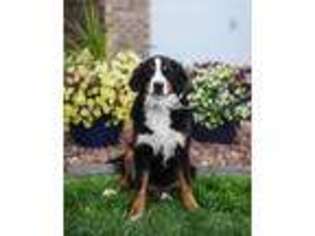 Bernese Mountain Dog Puppy for sale in Strasburg, CO, USA