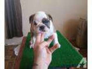 Bulldog Puppy for sale in SANTA TERESA, NM, USA