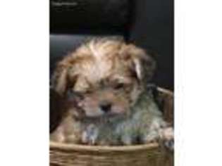 Mutt Puppy for sale in Baker City, OR, USA
