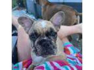 French Bulldog Puppy for sale in Easley, SC, USA