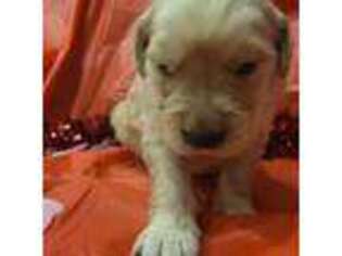 Golden Retriever Puppy for sale in Caddo Mills, TX, USA
