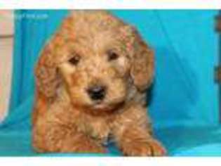 Goldendoodle Puppy for sale in Novinger, MO, USA