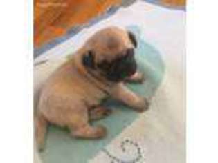 Pug Puppy for sale in East Northport, NY, USA