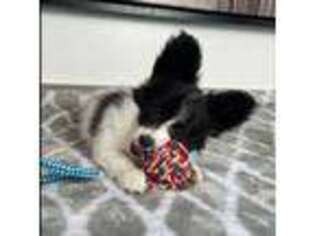 Papillon Puppy for sale in Indianapolis, IN, USA