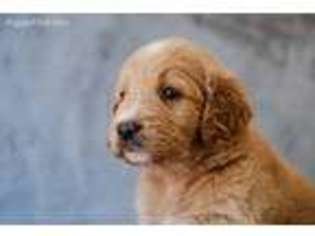 Goldendoodle Puppy for sale in Fair Play, SC, USA