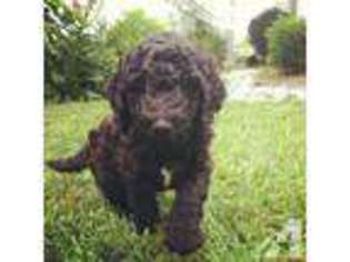 Labradoodle Puppy for sale in FRANKLIN, NC, USA