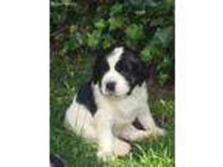 English Springer Spaniel Puppy for sale in Tualatin, OR, USA