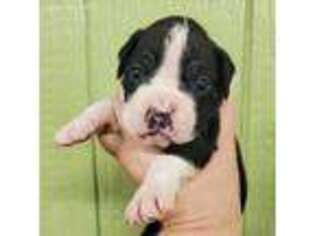 Boxer Puppy for sale in Fair Play, SC, USA