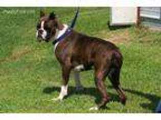 Boxer Puppy for sale in Vernon Hill, VA, USA