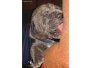 Great Dane Puppy for sale in Mayville, MI, USA