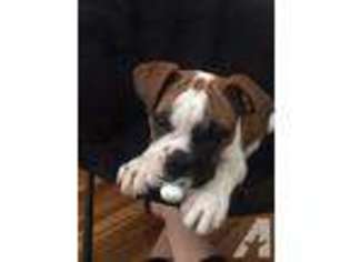 Bulldog Puppy for sale in WAYNE, NJ, USA