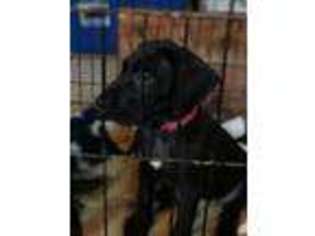 Great Dane Puppy for sale in Buffalo, KY, USA