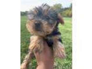 Yorkshire Terrier Puppy for sale in Redford, MI, USA