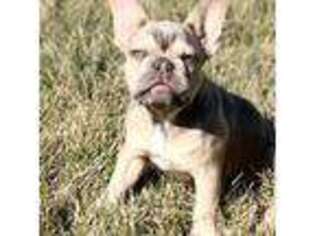 French Bulldog Puppy for sale in Benton City, WA, USA