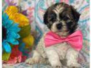 Havanese Puppy for sale in Lancaster, PA, USA