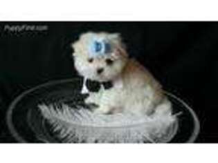 Maltese Puppy for sale in Roswell, GA, USA