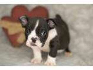 Bulldog Puppy for sale in Fort Scott, KS, USA