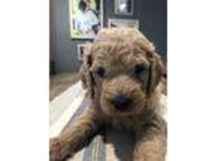 Goldendoodle Puppy for sale in Sandy, OR, USA