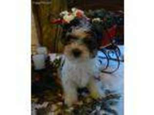 Yorkshire Terrier Puppy for sale in Darrington, WA, USA