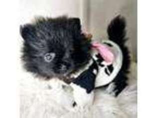 Pomeranian Puppy for sale in Giddings, TX, USA