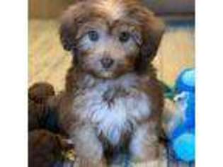 Mutt Puppy for sale in Winton, CA, USA