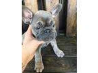 French Bulldog Puppy for sale in Wilmington, IL, USA