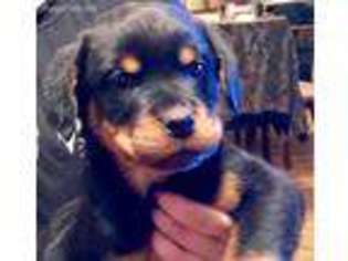Rottweiler Puppy for sale in West Plains, MO, USA
