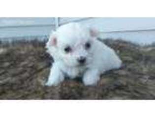 Maltese Puppy for sale in Bristol, IN, USA