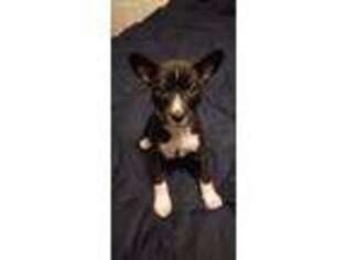 Basenji Puppy for sale in Brinkley, AR, USA