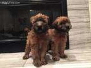 Soft Coated Wheaten Terrier Puppy for sale in Olathe, KS, USA