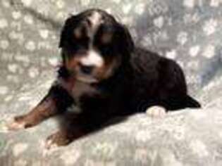 Bernese Mountain Dog Puppy for sale in Mercer, PA, USA