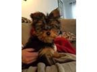 Yorkshire Terrier Puppy for sale in Howell, NJ, USA