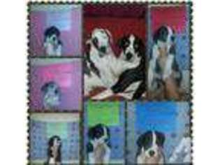 Great Dane Puppy for sale in VAN WERT, OH, USA