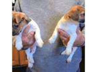 Jack Russell Terrier Puppy for sale in Broomfield, CO, USA
