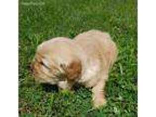 Golden Retriever Puppy for sale in Temperance, MI, USA
